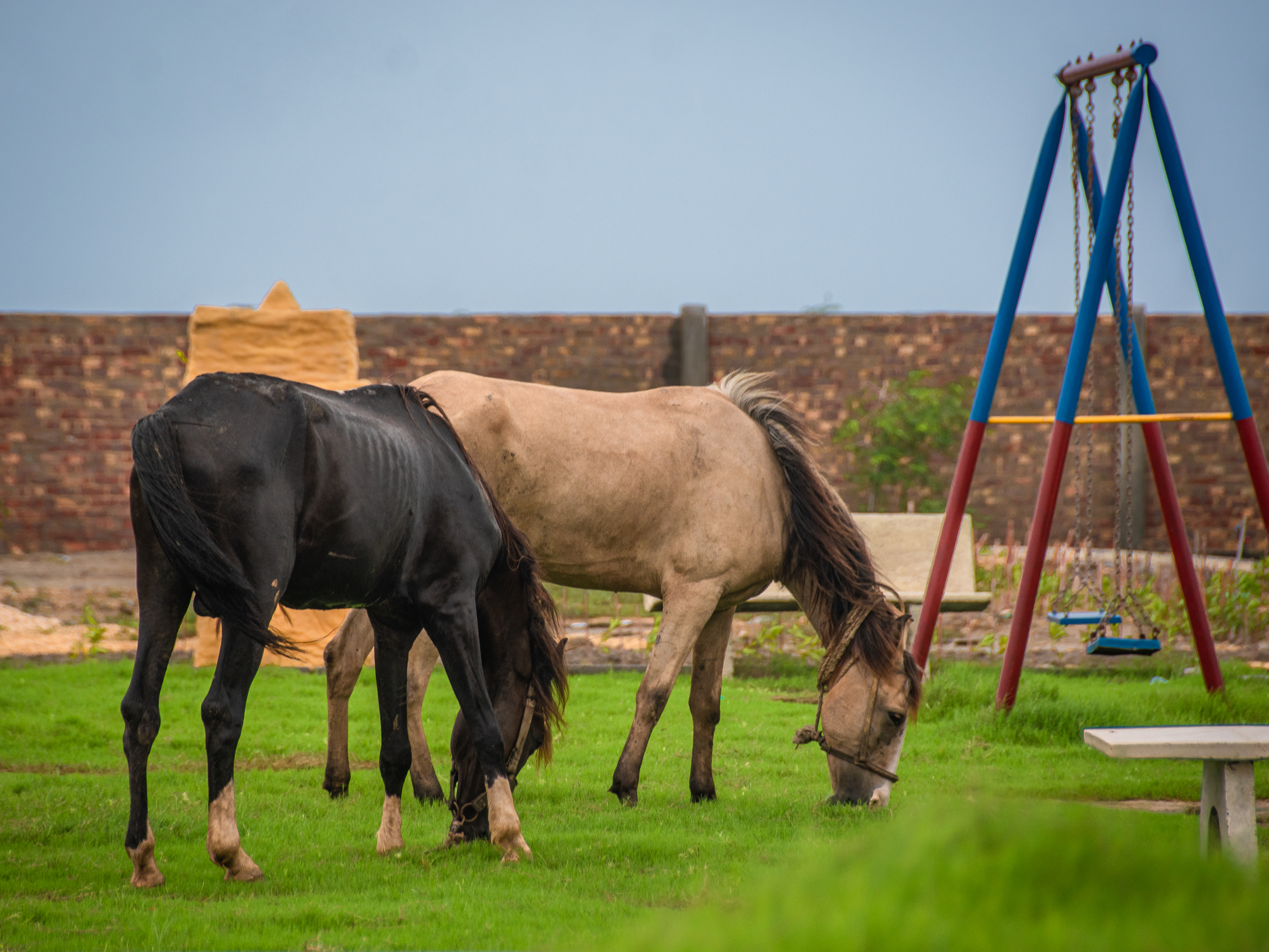 horses